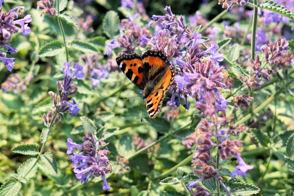 blur butterfly close up delicate