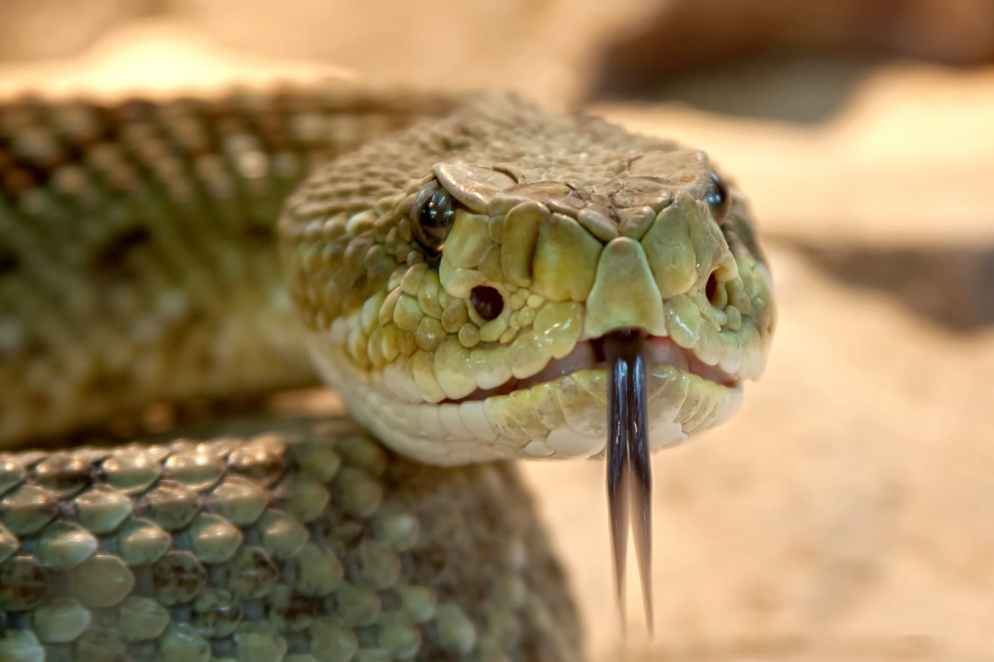 dry animal gift dangerous