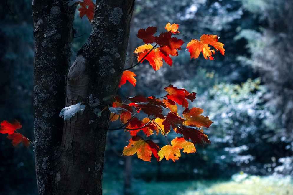 autumn autumn leaves blur close up