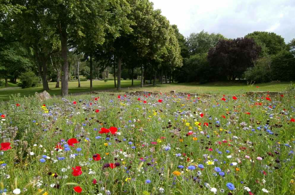 beautiful environment field flora