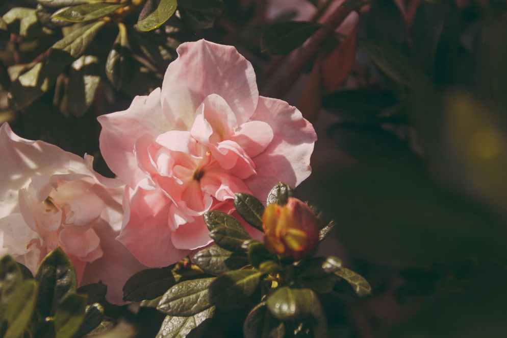 pink peony flowers in bloom at daytime